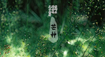 【二十四節氣灸】芒種節氣，培土補脾、養陰生津！艾灸這些穴位事半功倍！