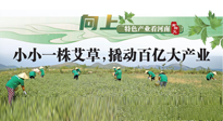 【行業資訊】向上，特色產業看河南：南陽艾區域品牌正在叫響！