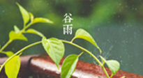 【二十四節(jié)氣灸】谷雨節(jié)氣脾土濕，艾灸降濕濁，脾旺不受邪！