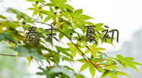 【艾灸養(yǎng)生】春末夏初：上熱下寒癥狀，補不如疏通淤堵，試試艾灸吧！